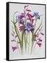 Gladiolus and Iris Sibirica-Sally Crosthwaite-Framed Stretched Canvas