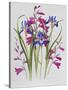 Gladiolus and Iris Sibirica-Sally Crosthwaite-Stretched Canvas