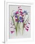 Gladiolus and Iris Sibirica-Sally Crosthwaite-Framed Giclee Print