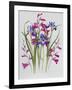 Gladiolus and Iris Sibirica-Sally Crosthwaite-Framed Giclee Print