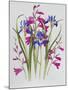 Gladiolus and Iris Sibirica-Sally Crosthwaite-Mounted Giclee Print