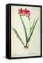 Gladiolus Cardinalis, from Les Liliacees-Pierre-Joseph Redouté-Framed Stretched Canvas