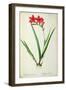 Gladiolus Cardinalis, from Les Liliacees-Pierre-Joseph Redouté-Framed Giclee Print