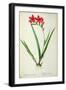 Gladiolus Cardinalis, from Les Liliacees-Pierre-Joseph Redouté-Framed Giclee Print