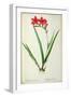 Gladiolus Cardinalis, from Les Liliacees-Pierre-Joseph Redouté-Framed Giclee Print
