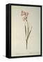 Gladiolus Carneus, from `Les Liliacees', 1804-Pierre-Joseph Redouté-Framed Stretched Canvas