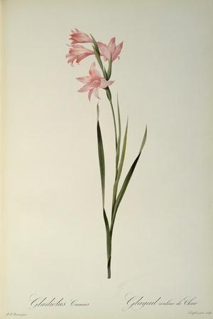 https://imgc.allpostersimages.com/img/posters/gladiolus-carneus-from-les-liliacees-1804_u-L-Q1HJ0EZ0.jpg?artPerspective=n