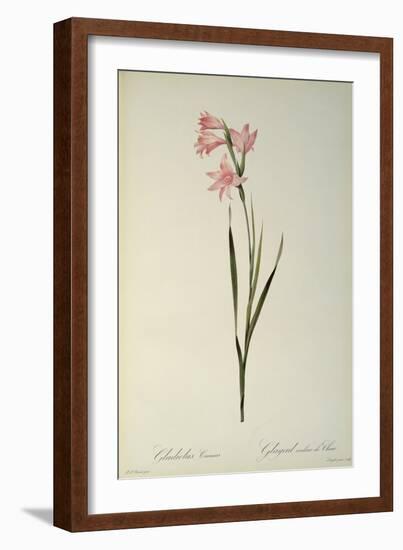 Gladiolus Carneus, from `Les Liliacees', 1804-Pierre-Joseph Redouté-Framed Giclee Print