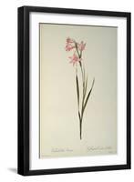 Gladiolus Carneus, from `Les Liliacees', 1804-Pierre-Joseph Redouté-Framed Giclee Print