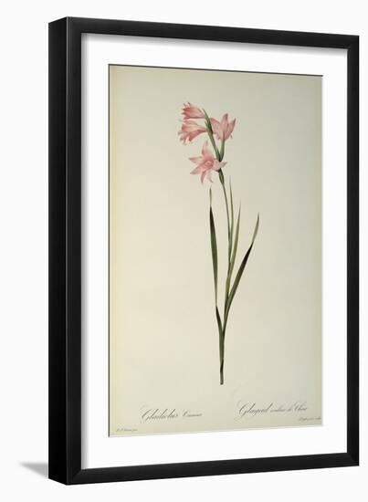 Gladiolus Carneus, from `Les Liliacees', 1804-Pierre-Joseph Redouté-Framed Giclee Print