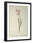 Gladiolus Carneus, from `Les Liliacees', 1804-Pierre-Joseph Redouté-Framed Giclee Print