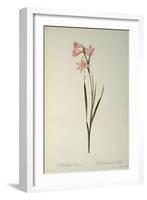 Gladiolus Carneus, from `Les Liliacees', 1804-Pierre-Joseph Redouté-Framed Giclee Print