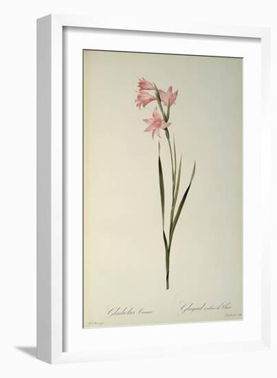 Gladiolus Carneus, from `Les Liliacees', 1804-Pierre-Joseph Redouté-Framed Giclee Print