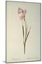 Gladiolus Carneus, from `Les Liliacees', 1804-Pierre-Joseph Redouté-Mounted Giclee Print