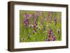 Gladiolus flowering with butterfly, Upper Bavaria, Germany-Konrad Wothe-Framed Photographic Print