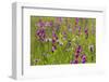 Gladiolus flowering with butterfly, Upper Bavaria, Germany-Konrad Wothe-Framed Photographic Print