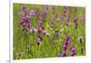 Gladiolus flowering with butterfly, Upper Bavaria, Germany-Konrad Wothe-Framed Photographic Print