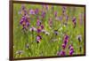 Gladiolus flowering with butterfly, Upper Bavaria, Germany-Konrad Wothe-Framed Photographic Print