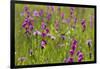 Gladiolus flowering with butterfly, Upper Bavaria, Germany-Konrad Wothe-Framed Photographic Print