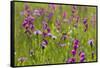 Gladiolus flowering with butterfly, Upper Bavaria, Germany-Konrad Wothe-Framed Stretched Canvas