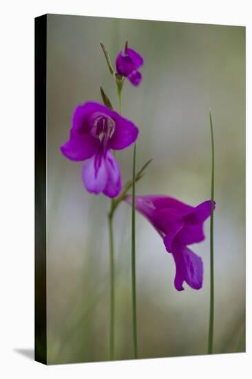 Gladiolus (Gladiolus Imbricatus) Flowers, Lake Skadar National Park, Montenegro, May 2008-Radisics-Stretched Canvas