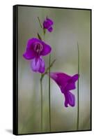 Gladiolus (Gladiolus Imbricatus) Flowers, Lake Skadar National Park, Montenegro, May 2008-Radisics-Framed Stretched Canvas