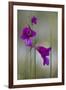 Gladiolus (Gladiolus Imbricatus) Flowers, Lake Skadar National Park, Montenegro, May 2008-Radisics-Framed Photographic Print