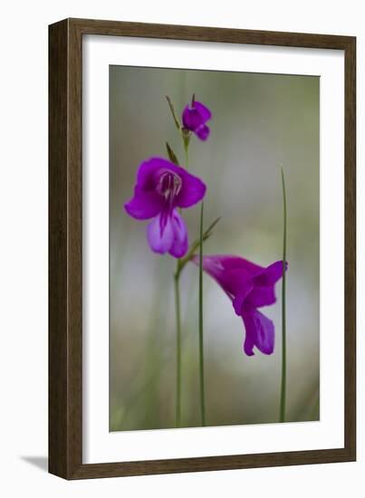 Gladiolus (Gladiolus Imbricatus) Flowers, Lake Skadar National Park, Montenegro, May 2008-Radisics-Framed Photographic Print