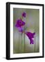 Gladiolus (Gladiolus Imbricatus) Flowers, Lake Skadar National Park, Montenegro, May 2008-Radisics-Framed Photographic Print