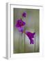 Gladiolus (Gladiolus Imbricatus) Flowers, Lake Skadar National Park, Montenegro, May 2008-Radisics-Framed Photographic Print