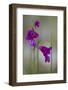 Gladiolus (Gladiolus Imbricatus) Flowers, Lake Skadar National Park, Montenegro, May 2008-Radisics-Framed Photographic Print