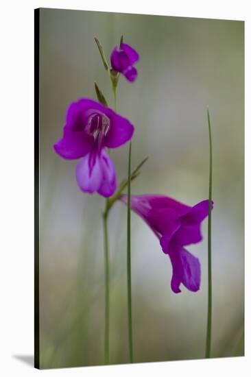 Gladiolus (Gladiolus Imbricatus) Flowers, Lake Skadar National Park, Montenegro, May 2008-Radisics-Stretched Canvas