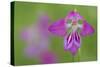 Gladiolus (Gladiolus Palustris) Flower, Liechtenstein, June 2009-Giesbers-Stretched Canvas