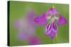 Gladiolus (Gladiolus Palustris) Flower, Liechtenstein, June 2009-Giesbers-Stretched Canvas