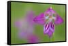 Gladiolus (Gladiolus Palustris) Flower, Liechtenstein, June 2009-Giesbers-Framed Stretched Canvas