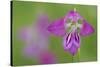 Gladiolus (Gladiolus Palustris) Flower, Liechtenstein, June 2009-Giesbers-Stretched Canvas