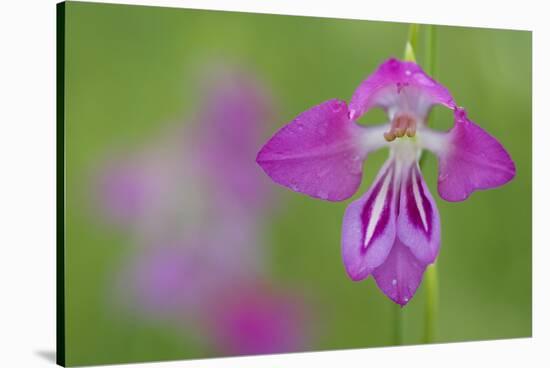 Gladiolus (Gladiolus Palustris) Flower, Liechtenstein, June 2009-Giesbers-Stretched Canvas