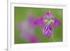 Gladiolus (Gladiolus Palustris) Flower, Liechtenstein, June 2009-Giesbers-Framed Photographic Print