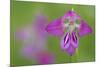 Gladiolus (Gladiolus Palustris) Flower, Liechtenstein, June 2009-Giesbers-Mounted Photographic Print