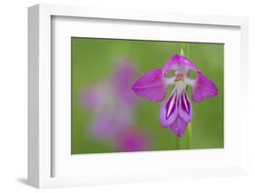 Gladiolus (Gladiolus Palustris) Flower, Liechtenstein, June 2009-Giesbers-Framed Photographic Print