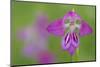 Gladiolus (Gladiolus Palustris) Flower, Liechtenstein, June 2009-Giesbers-Mounted Photographic Print