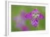 Gladiolus (Gladiolus Palustris) Flower, Liechtenstein, June 2009-Giesbers-Framed Photographic Print