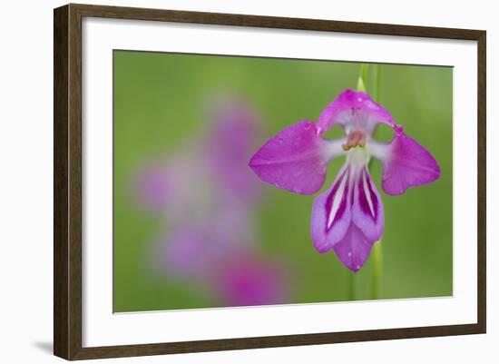 Gladiolus (Gladiolus Palustris) Flower, Liechtenstein, June 2009-Giesbers-Framed Photographic Print