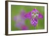 Gladiolus (Gladiolus Palustris) Flower, Liechtenstein, June 2009-Giesbers-Framed Photographic Print