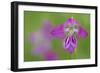 Gladiolus (Gladiolus Palustris) Flower, Liechtenstein, June 2009-Giesbers-Framed Photographic Print