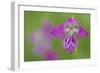 Gladiolus (Gladiolus Palustris) Flower, Liechtenstein, June 2009-Giesbers-Framed Photographic Print