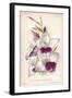 Gladiolus Lemoinei-null-Framed Giclee Print