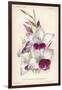 Gladiolus Lemoinei-null-Framed Giclee Print