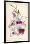 Gladiolus Lemoinei-null-Framed Giclee Print