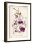 Gladiolus Lemoinei-null-Framed Giclee Print